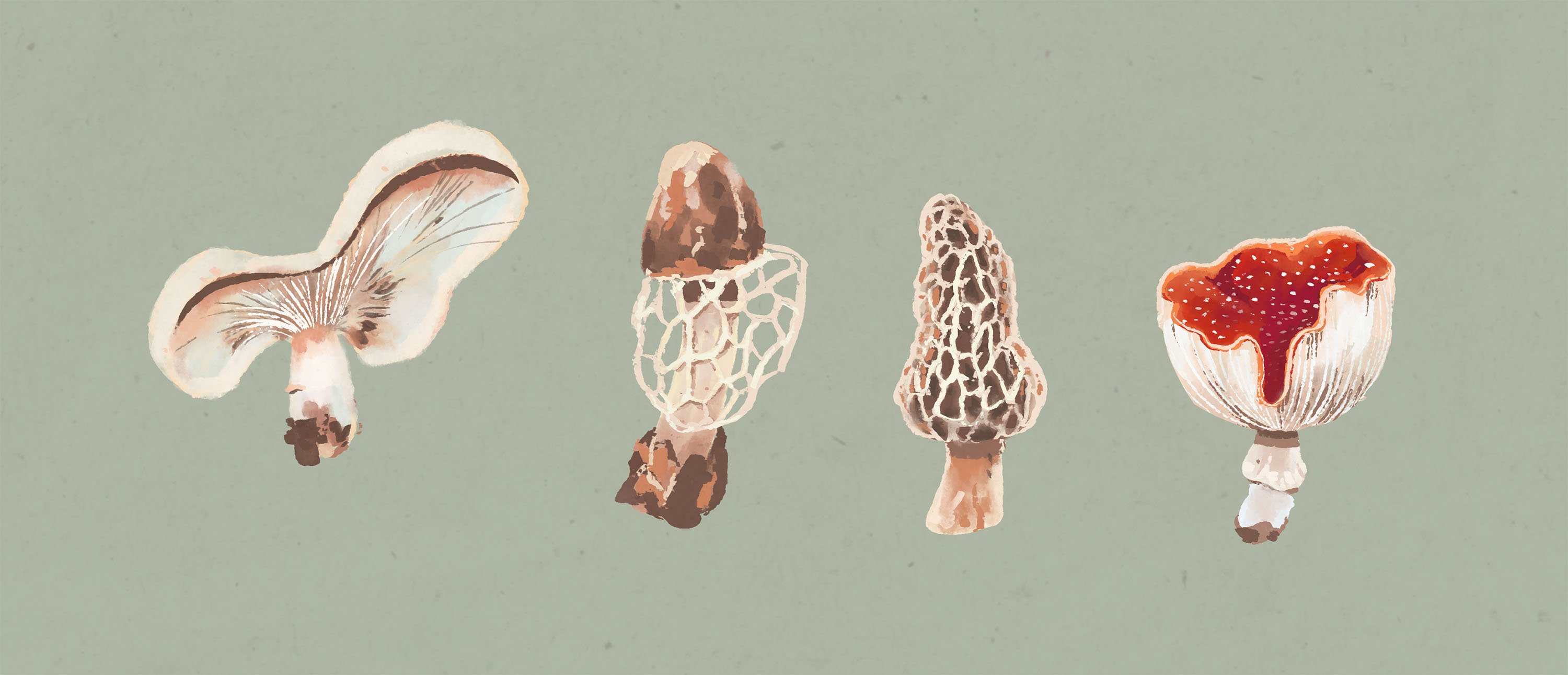 illustration of 4 mushrooms