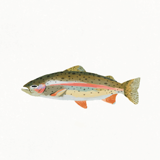 illustration if a rainbow trout fish